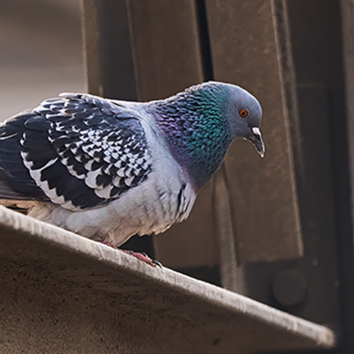 鳩（ハト）
